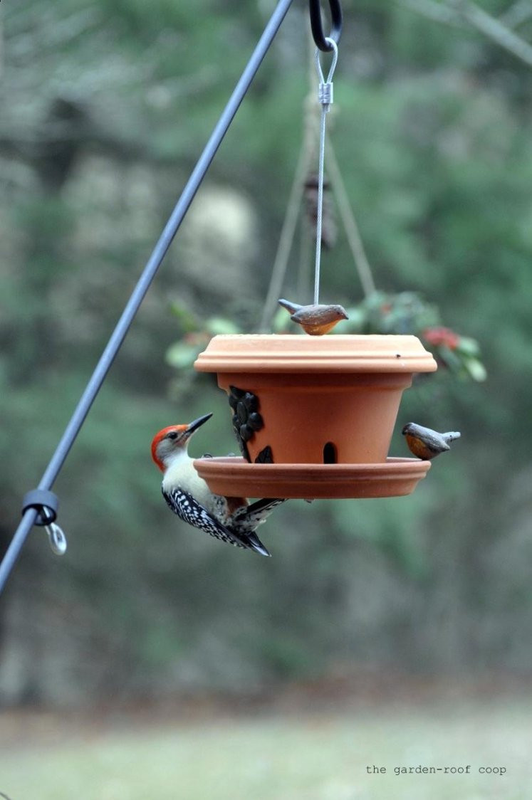 Best ideas about DIY Bird Feeder
. Save or Pin the garden roof coop DIY Flowerpot Bird Feeder Now.