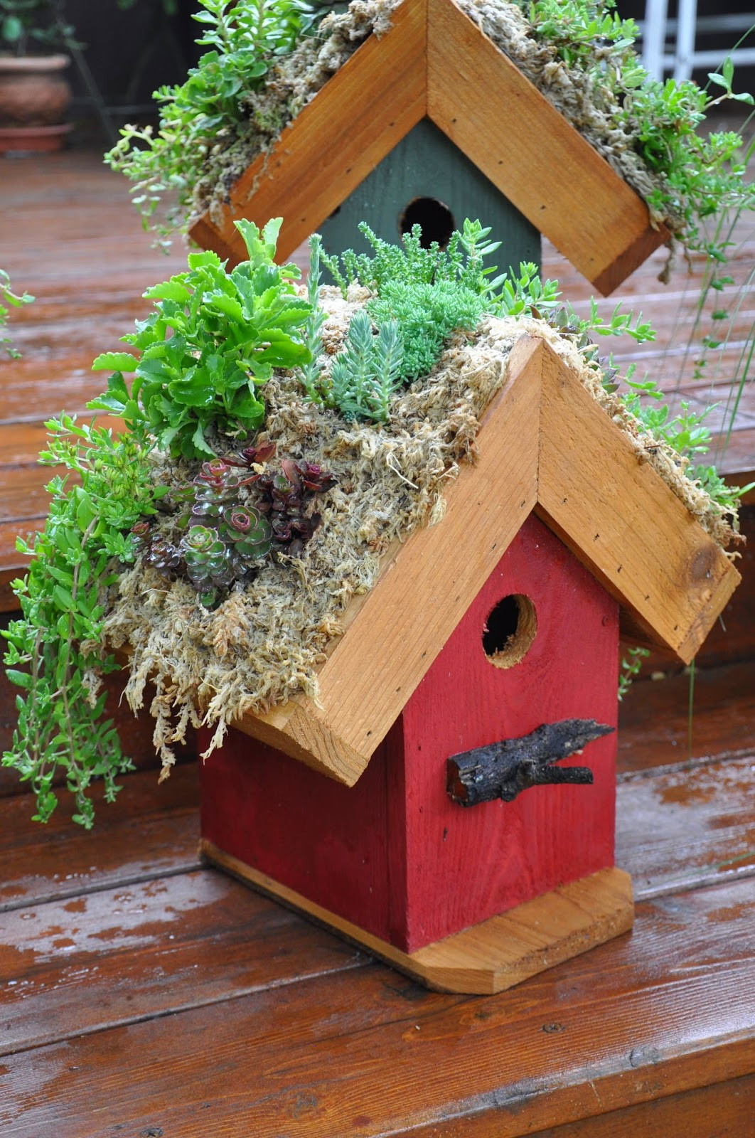 Best ideas about DIY Bird House
. Save or Pin Rebecca s Bird Gardens Blog DIY Living Roof Birdhouse Now.