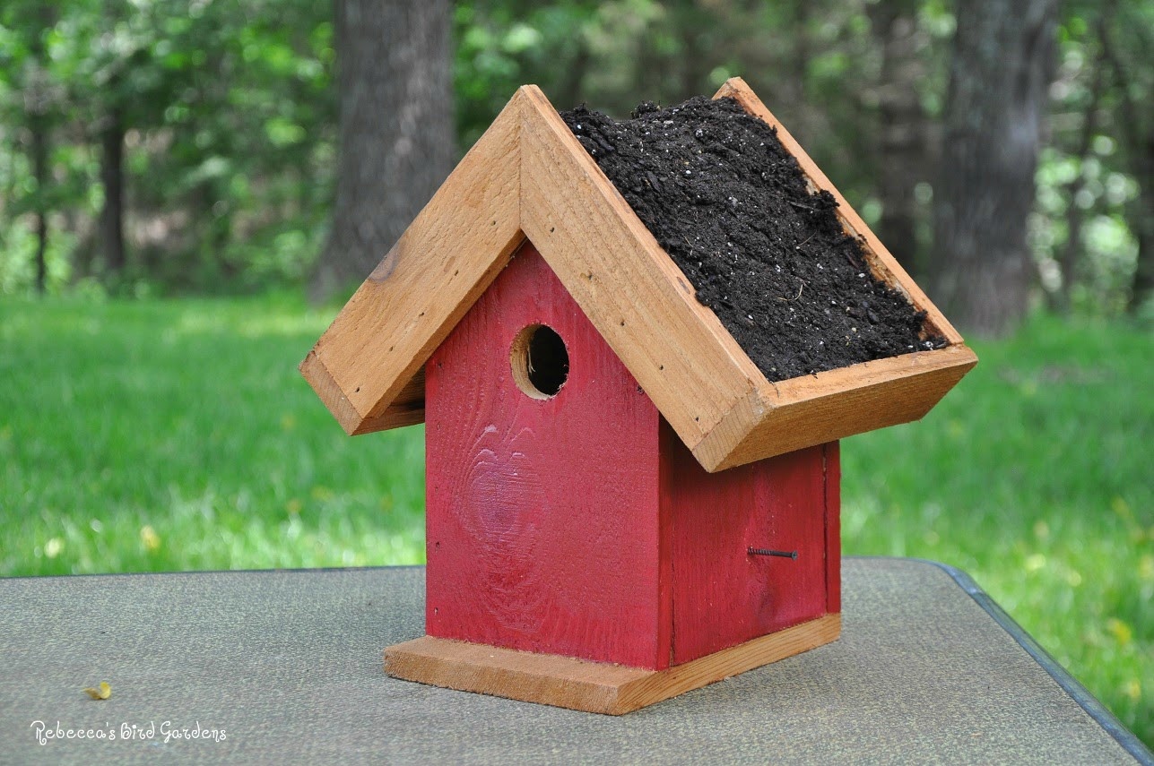 Best ideas about DIY Bird House
. Save or Pin Rebecca s Bird Gardens Blog DIY Living Roof Birdhouse Now.