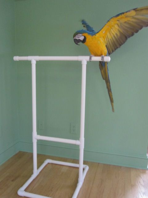 Best ideas about DIY Bird Stand
. Save or Pin 016 USA Parrots Stuff Pinterest Now.