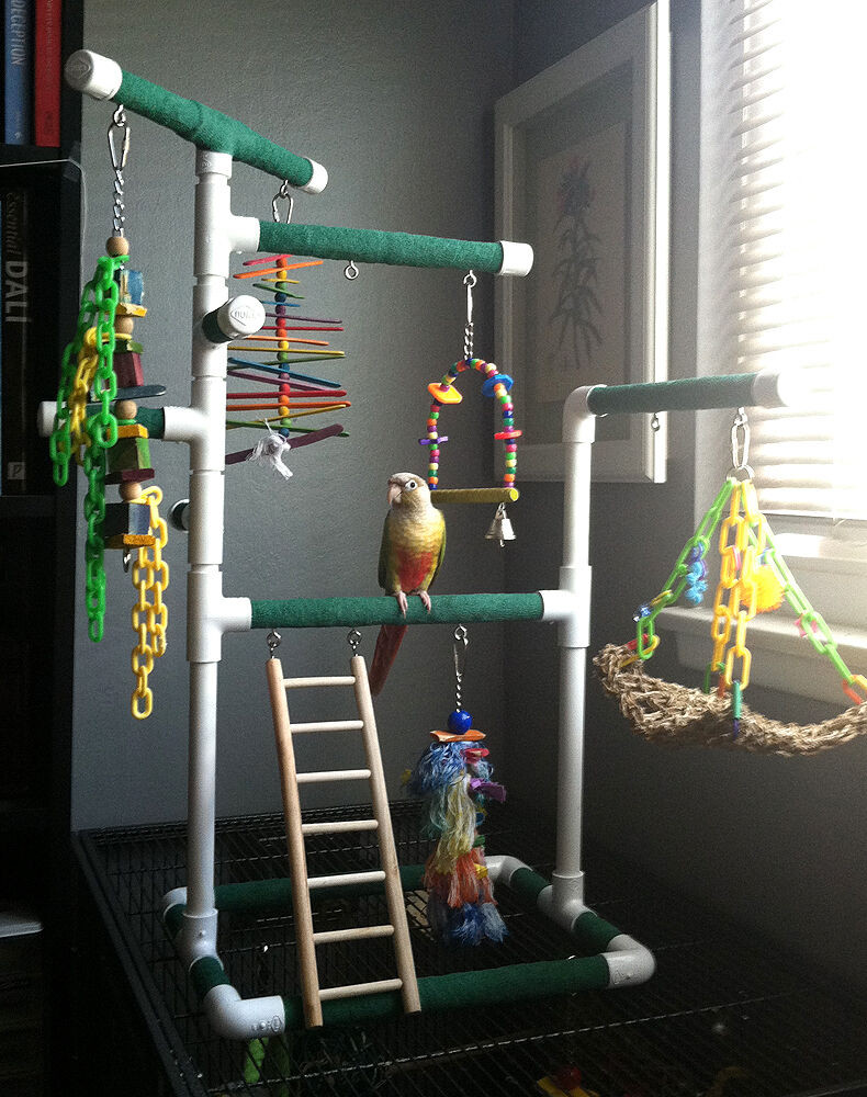 Best ideas about DIY Bird Stand
. Save or Pin GREEN Medium Tabletop & Ca op PVC Bird Gym Play Stand Now.