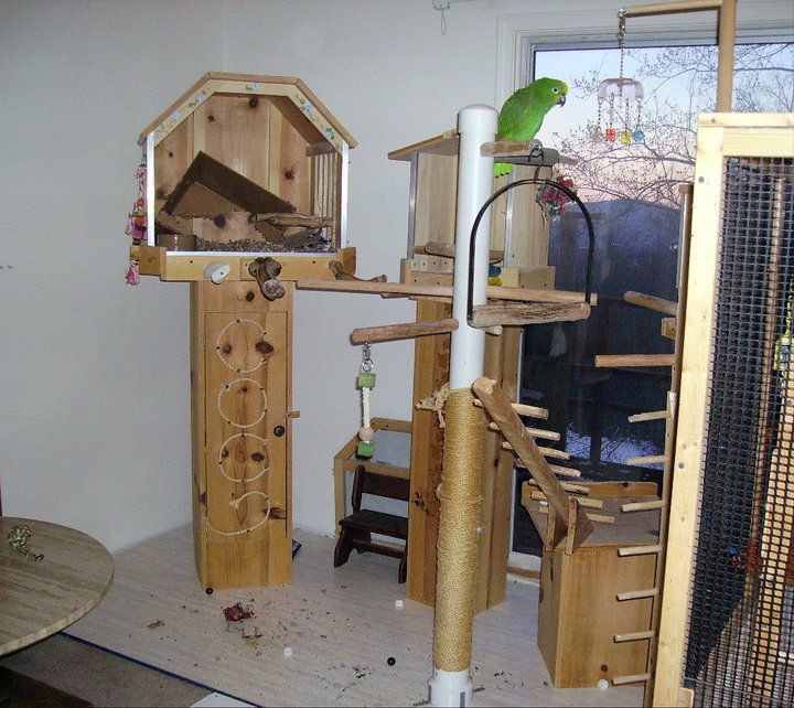 Best ideas about DIY Bird Stand
. Save or Pin 17 Best images about Love Our Pets Gizmo Parrot Care on Now.