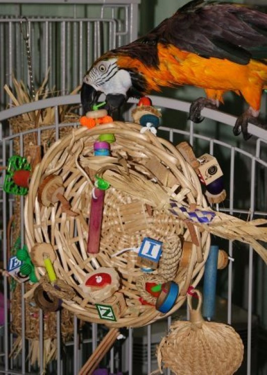 Best ideas about DIY Bird Toy
. Save or Pin 10 Most Simplest Ideas of DIY Toys for Macaws Now.