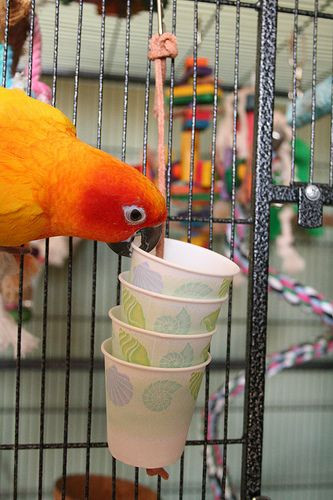 Best ideas about DIY Bird Toy
. Save or Pin Best 10 Parrot Toys ideas on Pinterest Now.