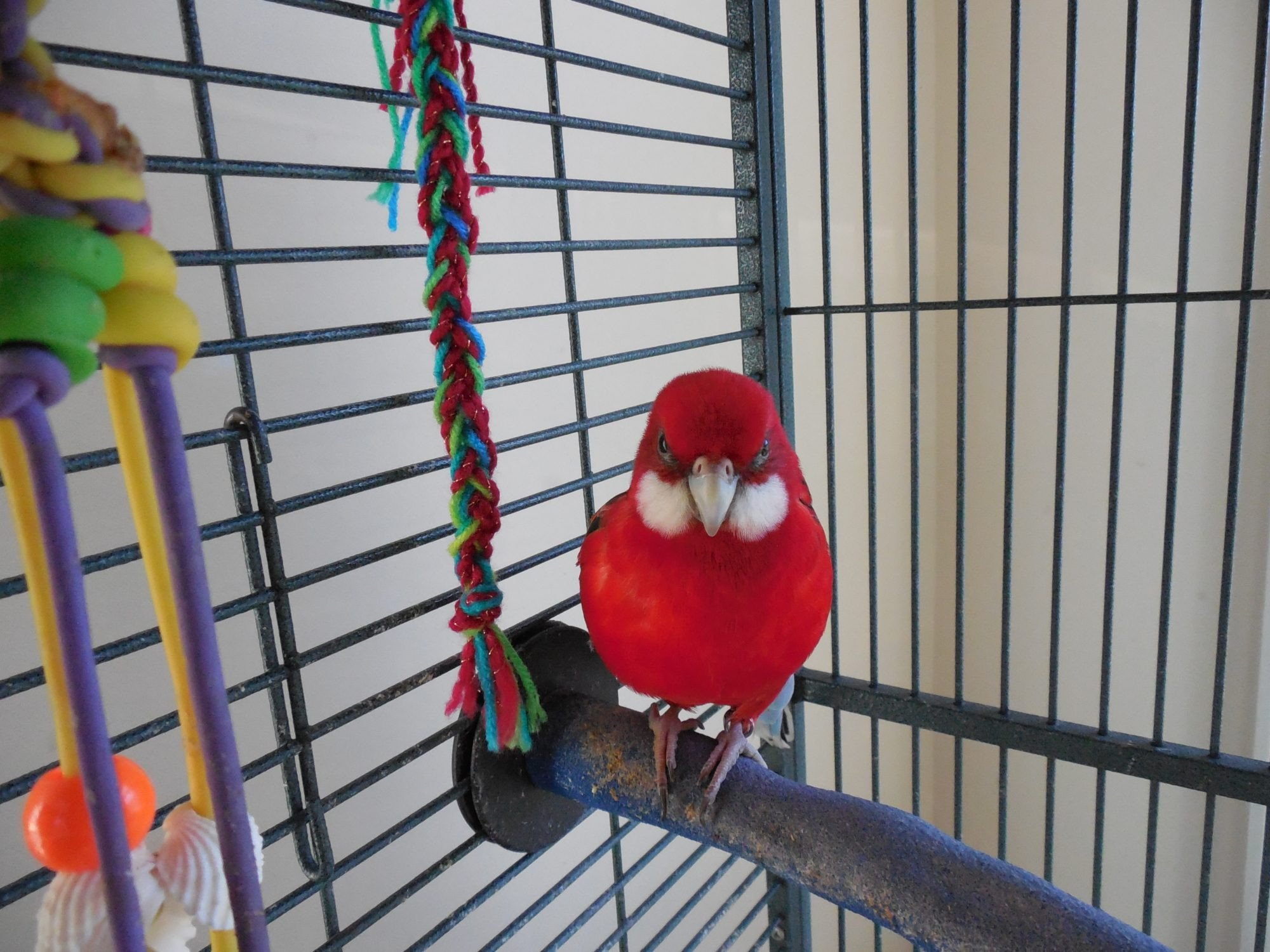 Best ideas about DIY Bird Toy
. Save or Pin Homemade Bird Toys How to Now.