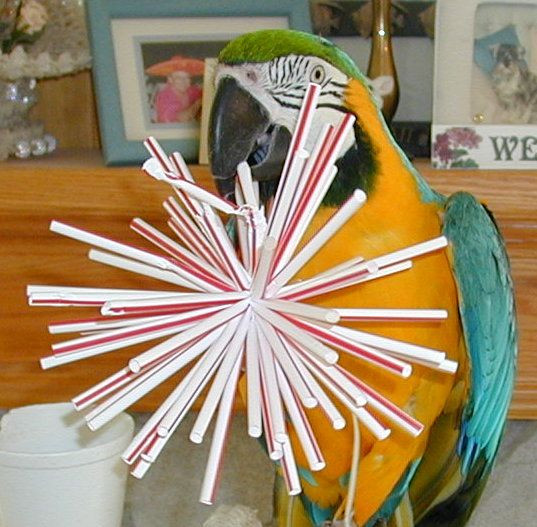 Best ideas about DIY Bird Toy
. Save or Pin Homemade Bird Toys on Pinterest Now.