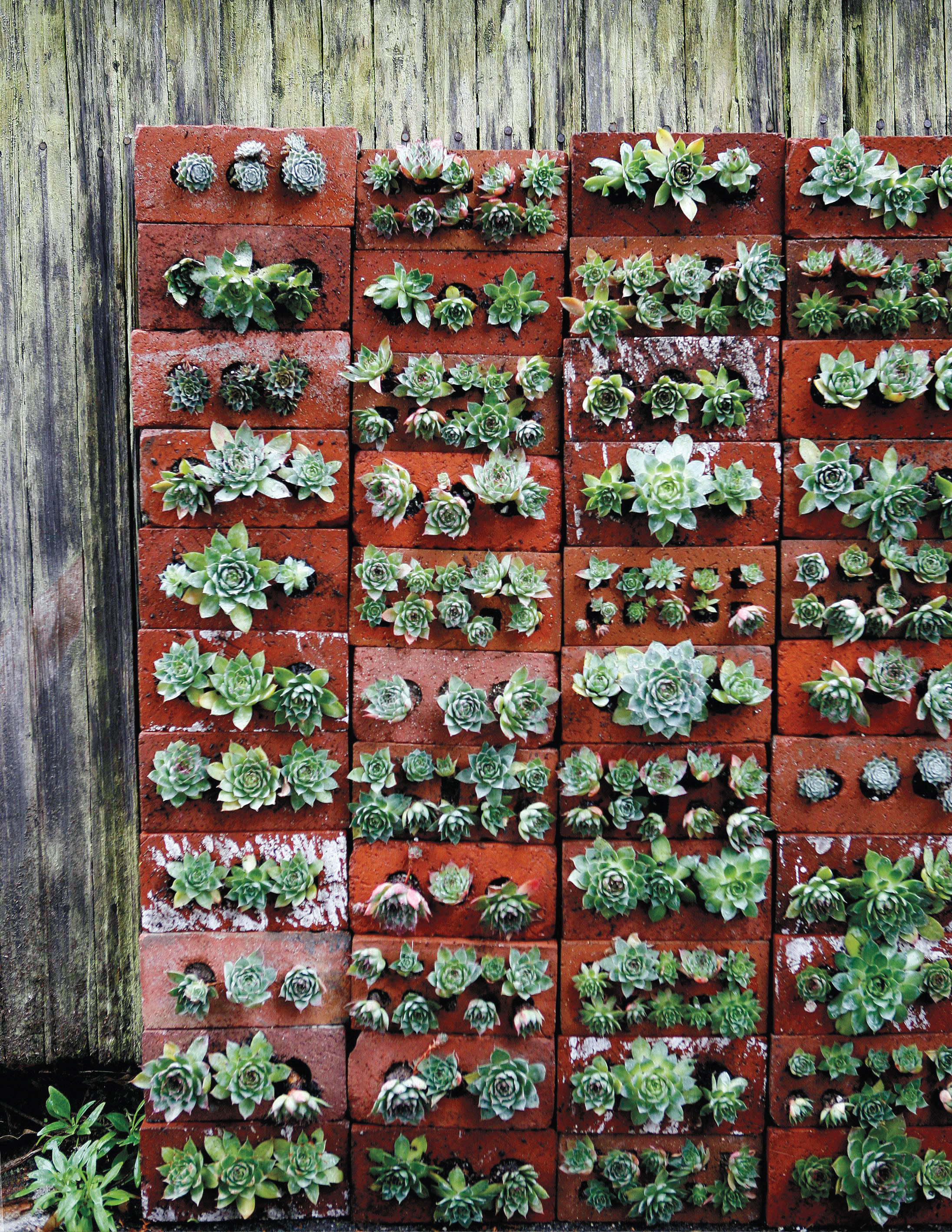 Best ideas about DIY Bricks Wall
. Save or Pin The Wall that Succulents Built A Creative D I Y Now.