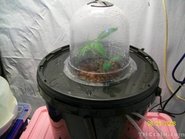 Best ideas about DIY Bubble Cloner
. Save or Pin Big sykos diy bubble cloner Now.