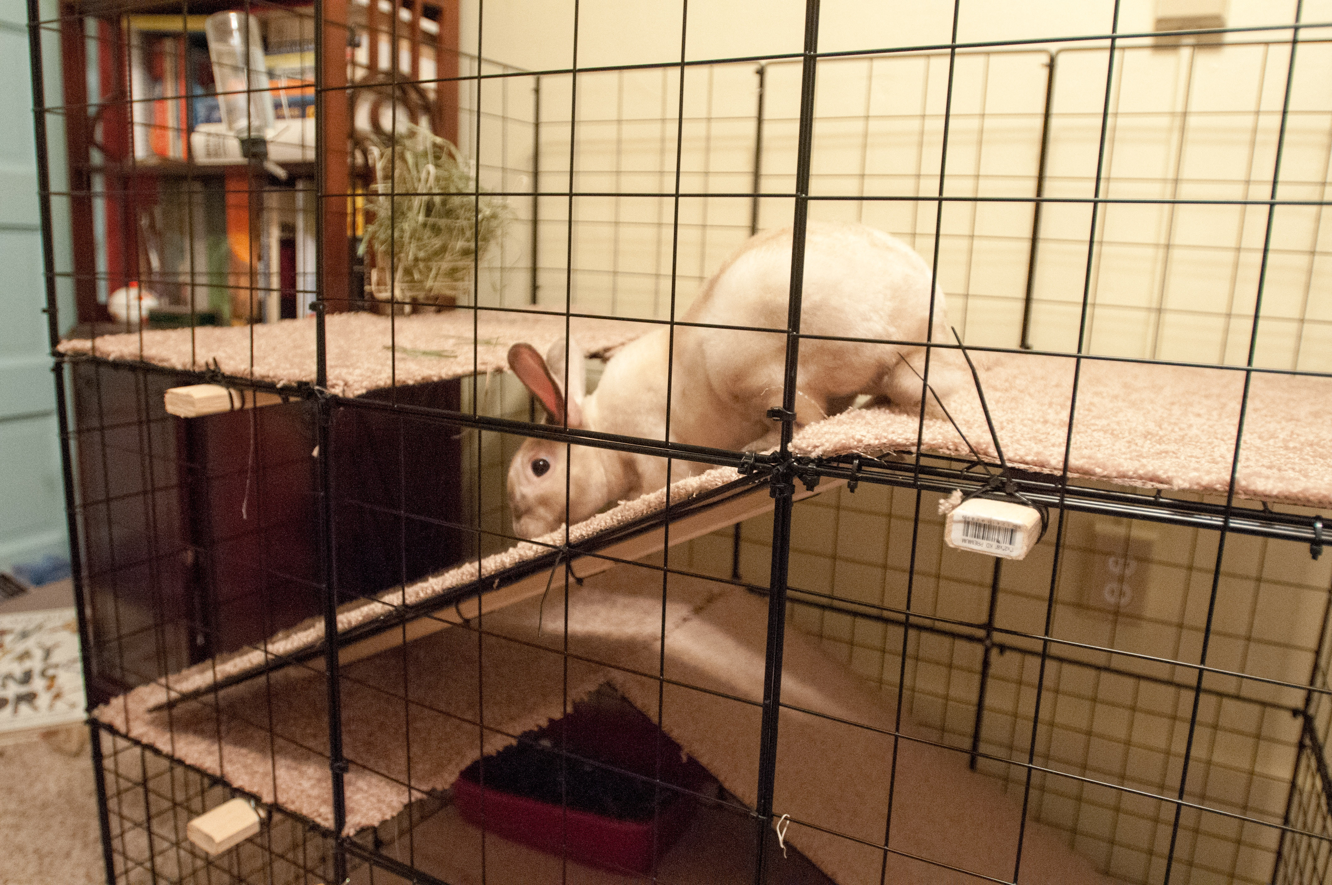 Best ideas about DIY Bunny Cage
. Save or Pin How To Build a Rabbit Cage For Under $80 Now.