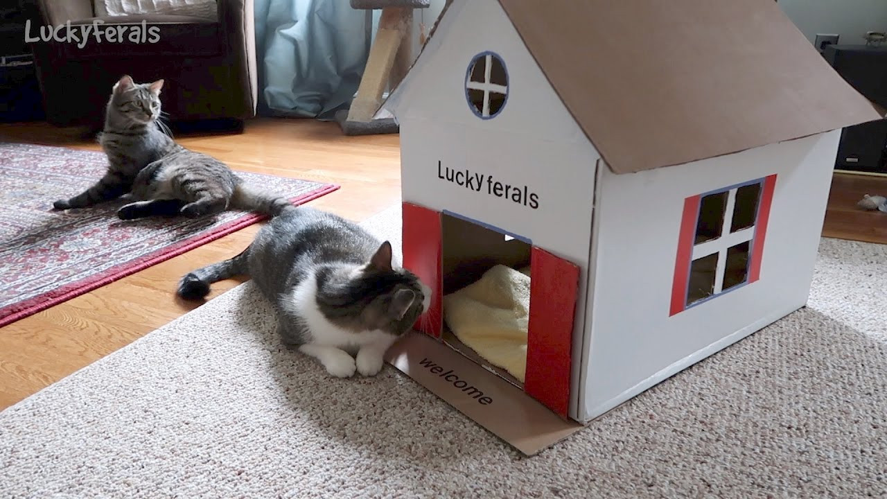 Best ideas about DIY Cardboard Cat House
. Save or Pin Stella s New DIY Cardboard Cat House Now.