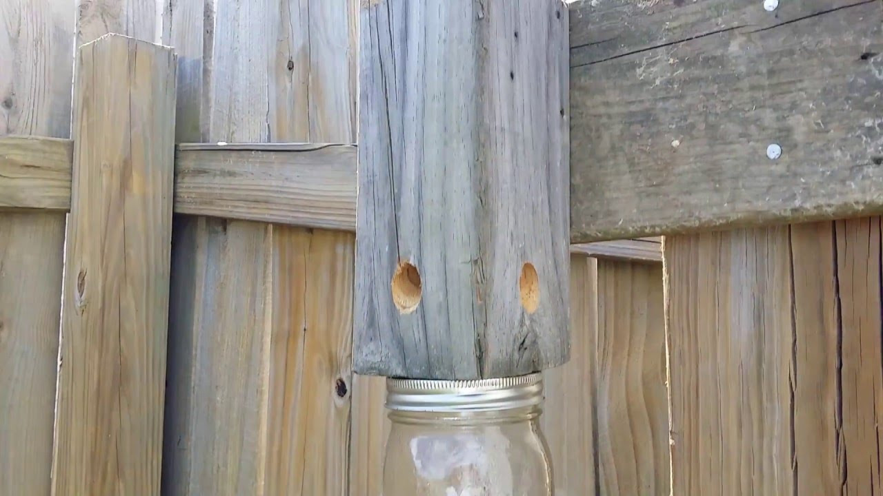 Best ideas about DIY Carpenter Bee Trap
. Save or Pin DIY Carpenter Bee trap works video proof Now.