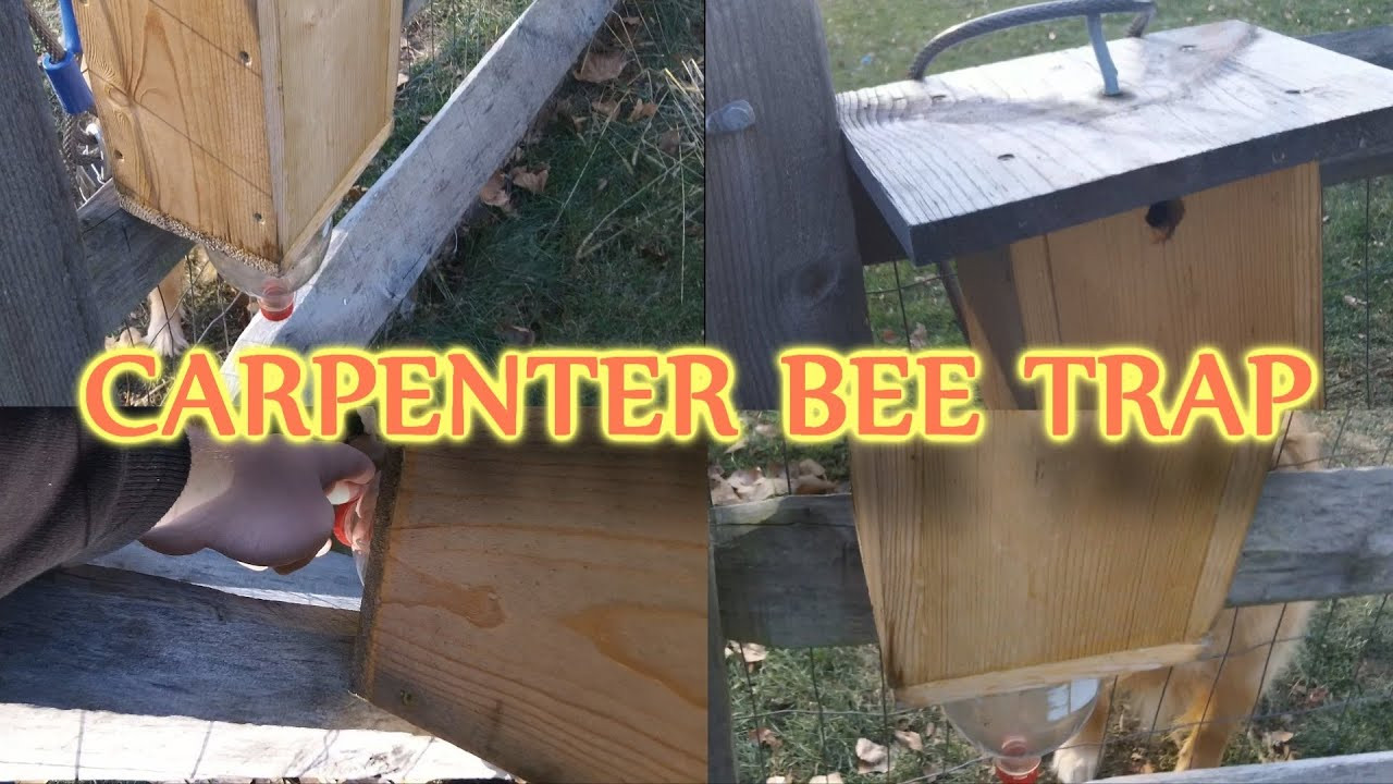 Best ideas about DIY Carpenter Bee Trap
. Save or Pin Homemade Carpenter Bee Trap Now.