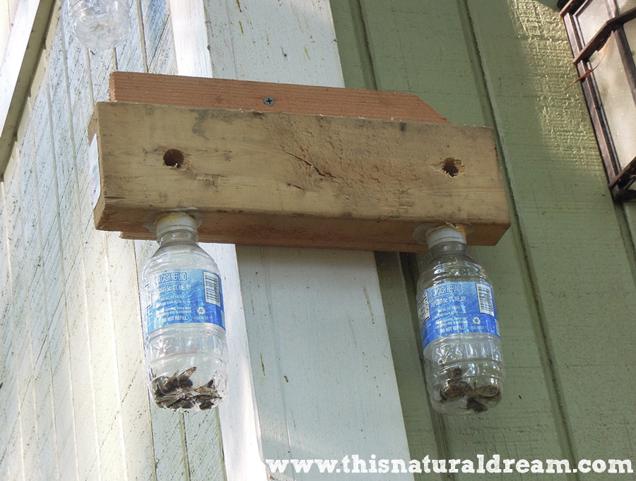 Best ideas about DIY Carpenter Bee Trap
. Save or Pin carpenter bees a simple DIY trap This Natural Dream Now.
