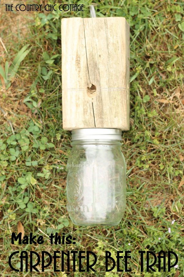 Best ideas about DIY Carpenter Bee Trap
. Save or Pin Make a Carpenter Bee Trap Now.