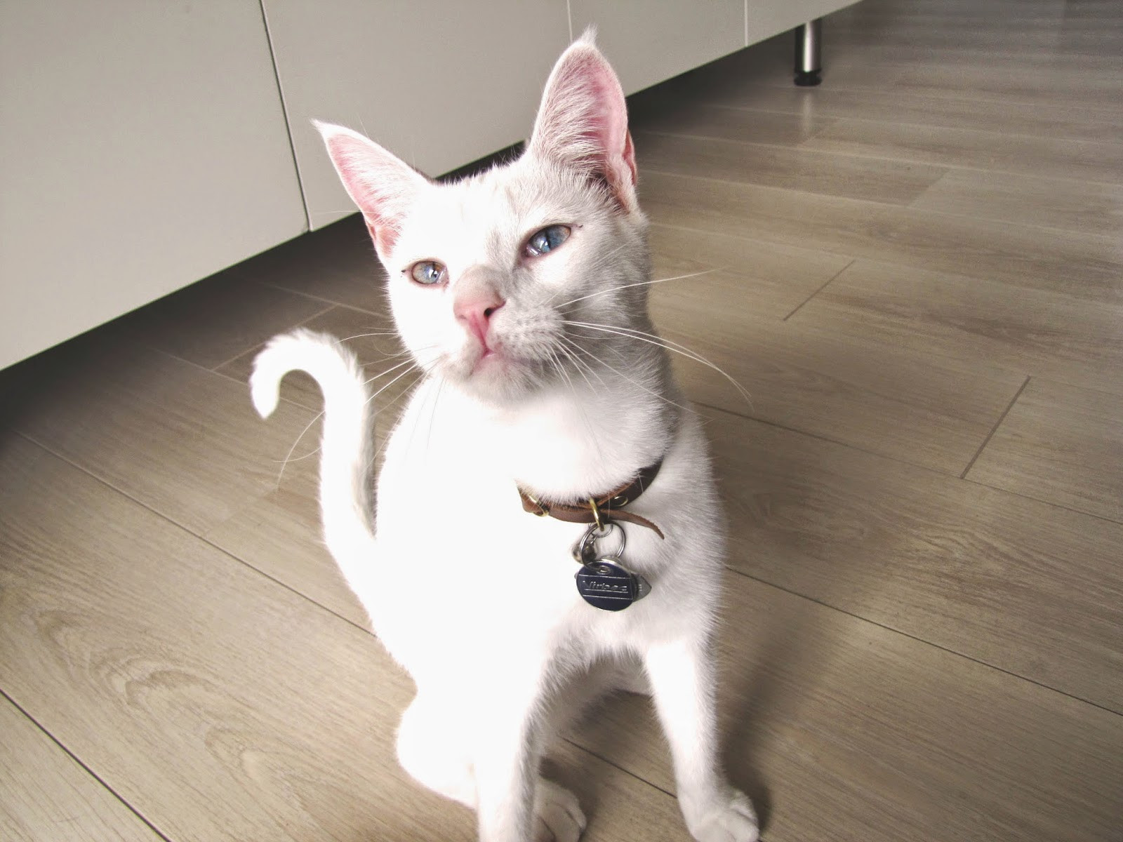 Best ideas about DIY Cat Collar
. Save or Pin DIY Cat Collars That are Insanely Adorable Now.