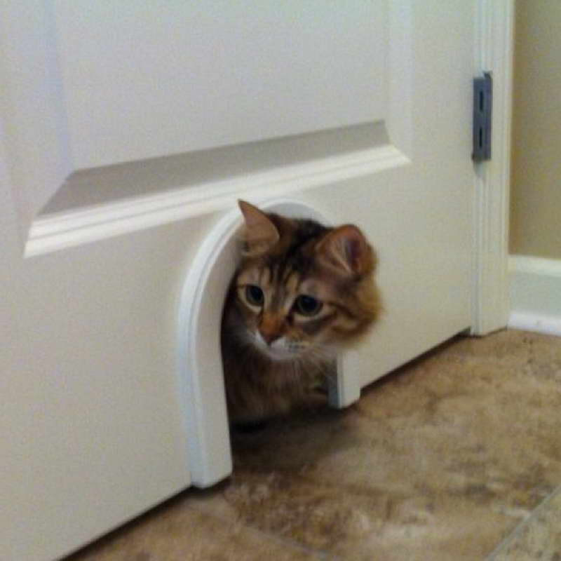Best ideas about DIY Cat Door
. Save or Pin Miscellaneous DIY Hidden Litter Box for Your Pets Now.