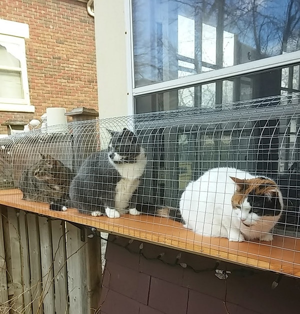 Best ideas about DIY Cat Enclosure
. Save or Pin Another awesome outdoor cat enclosure Cuckoo4Design Now.