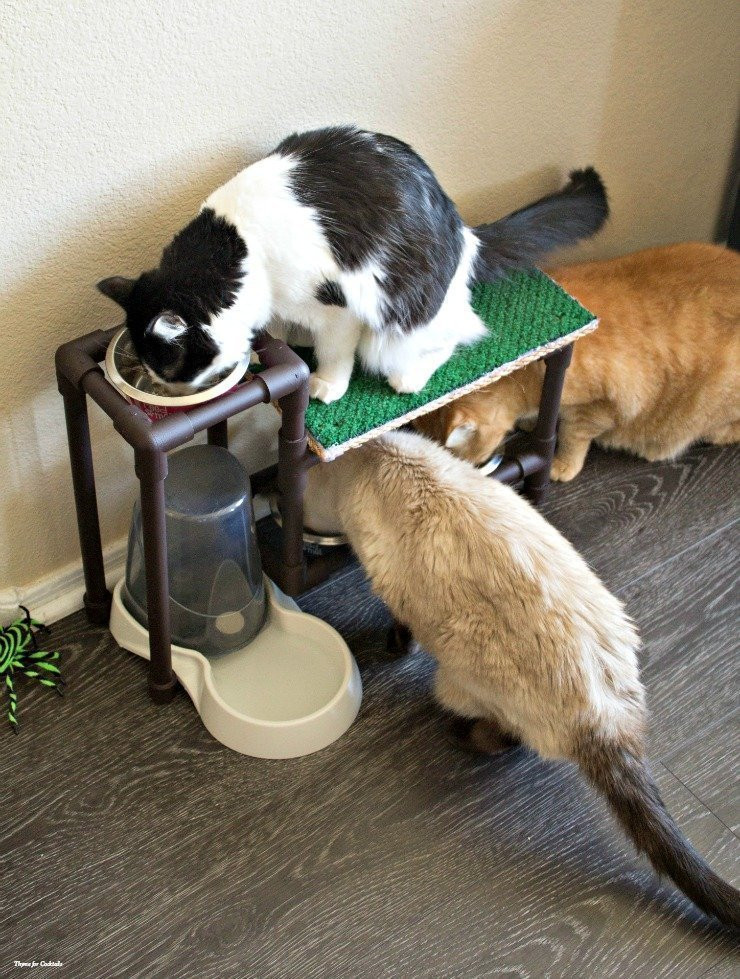 Best ideas about DIY Cat Food
. Save or Pin DIY Cat Food Stand Thyme for Cocktails Now.