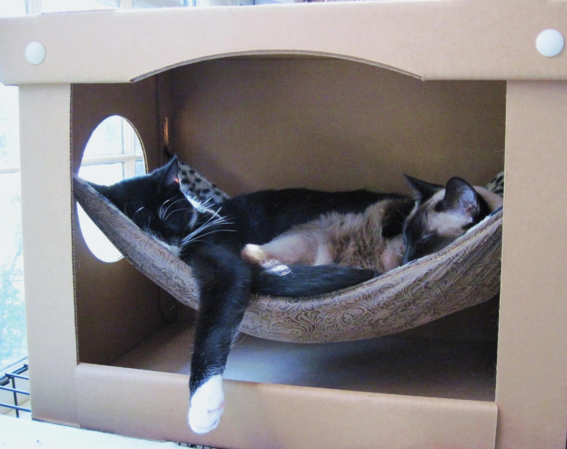 Best ideas about DIY Cat Hammock
. Save or Pin Cat Hammock in a Box Now.