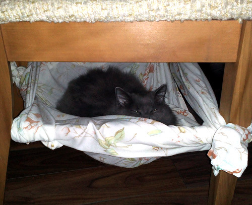 Best ideas about DIY Cat Hammock
. Save or Pin Free & Easy Cat Hammock Bed DIY Now.