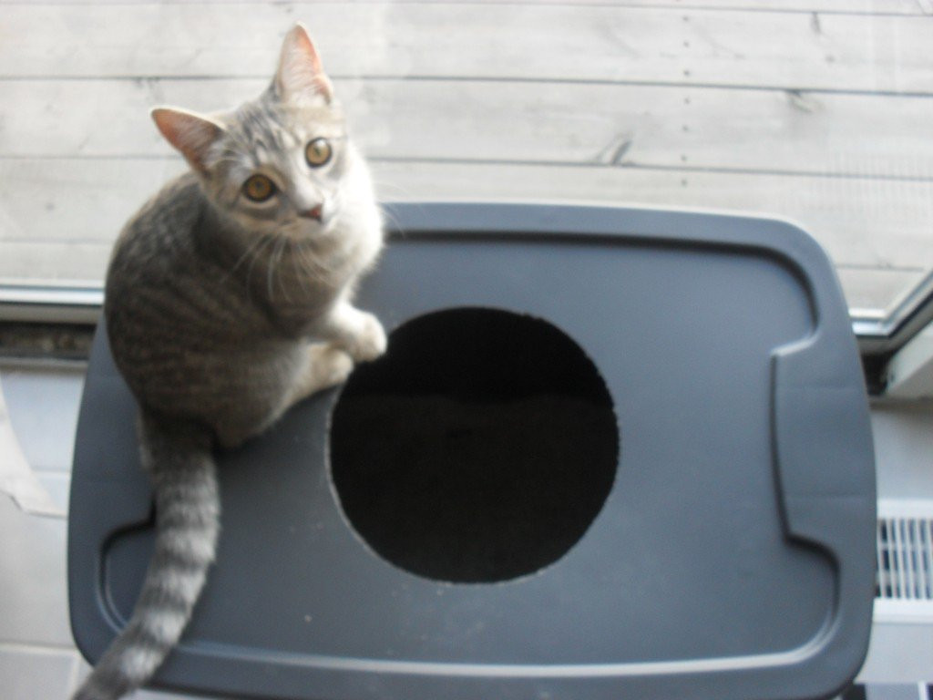 Best ideas about DIY Cat Litter Box
. Save or Pin DIY Cat Litter Box Tasteful Space Now.