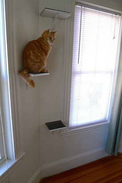 Best ideas about DIY Cat Perch
. Save or Pin DIY cat perches by foxflat via Flickr Now.