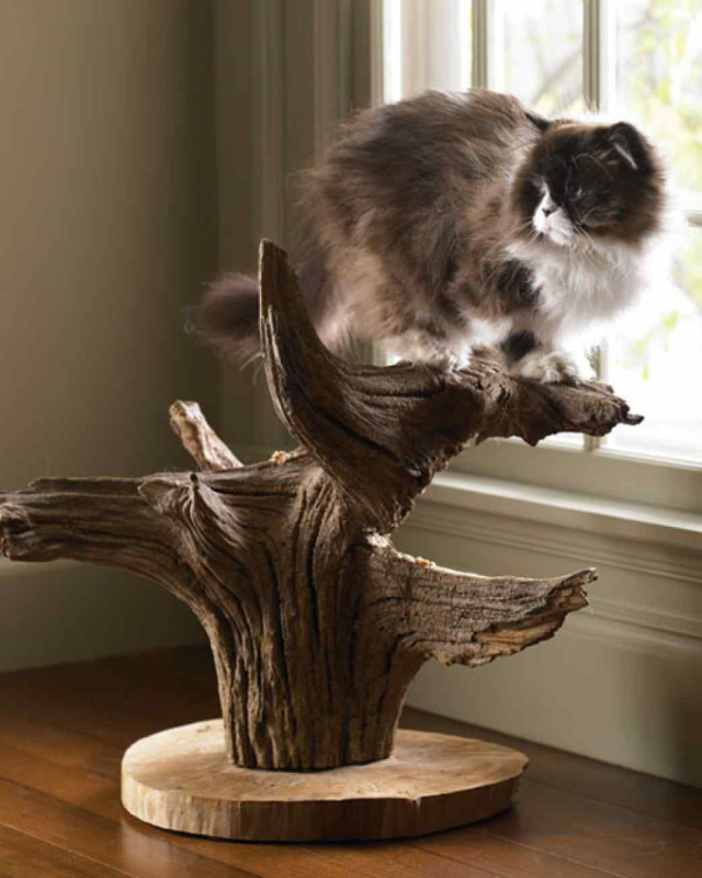 Best ideas about DIY Cat Perch
. Save or Pin 12 DIY cat condos that are hip and modern Now.