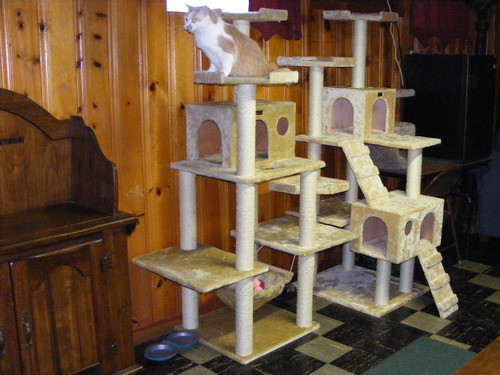 Best ideas about DIY Cat Perch
. Save or Pin DIY cat perches Now.