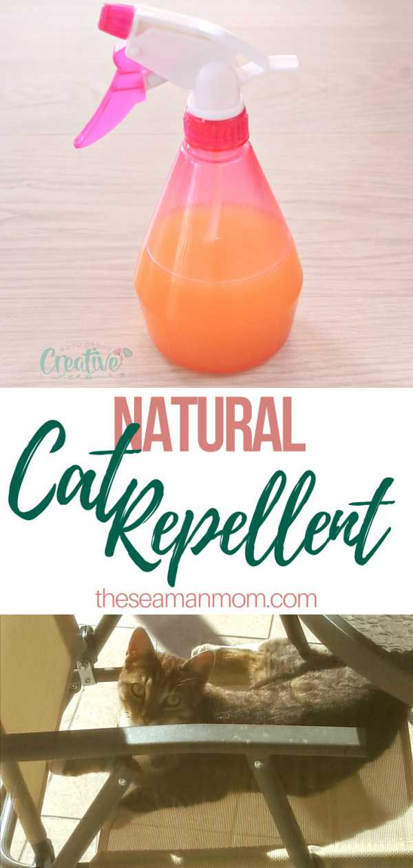 Best ideas about DIY Cat Repellent
. Save or Pin Natural Cat Repellent That Is Safe For Home And Garden Now.