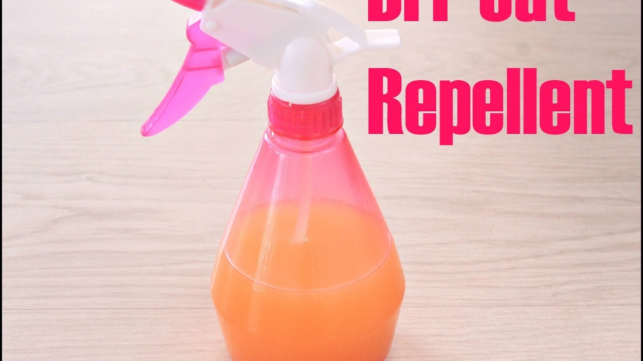 Best ideas about DIY Cat Repellent
. Save or Pin DIY CAT REPELLENT Now.