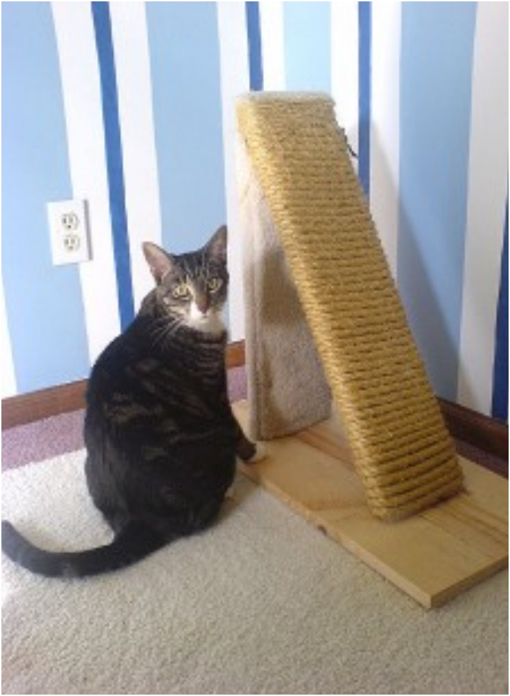 Best ideas about DIY Cat Scratching
. Save or Pin Top 10 DIY Cat Scratching Posts and Pads Top Inspired Now.