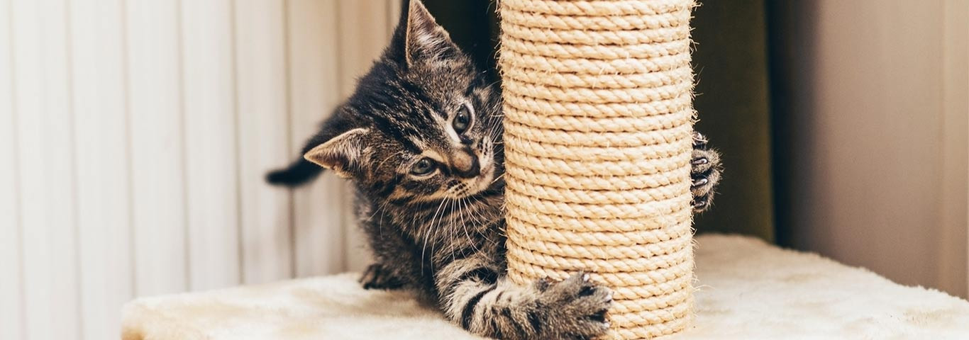 Best ideas about DIY Cat Scratching Post
. Save or Pin Easy DIY Cat Scratching Post Ideas Now.