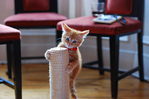 Best ideas about DIY Cat Scratching Post
. Save or Pin Savvy Housekeeping Make Your Own Cat Scratcher Now.