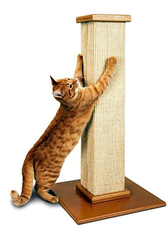 Best ideas about DIY Cat Scratching Post
. Save or Pin Best 25 Cat scratching post ideas on Pinterest Now.