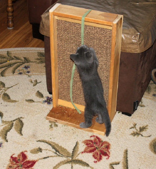 Best ideas about DIY Cat Scratching
. Save or Pin DIY Cat Scratch Stand petdiys Now.