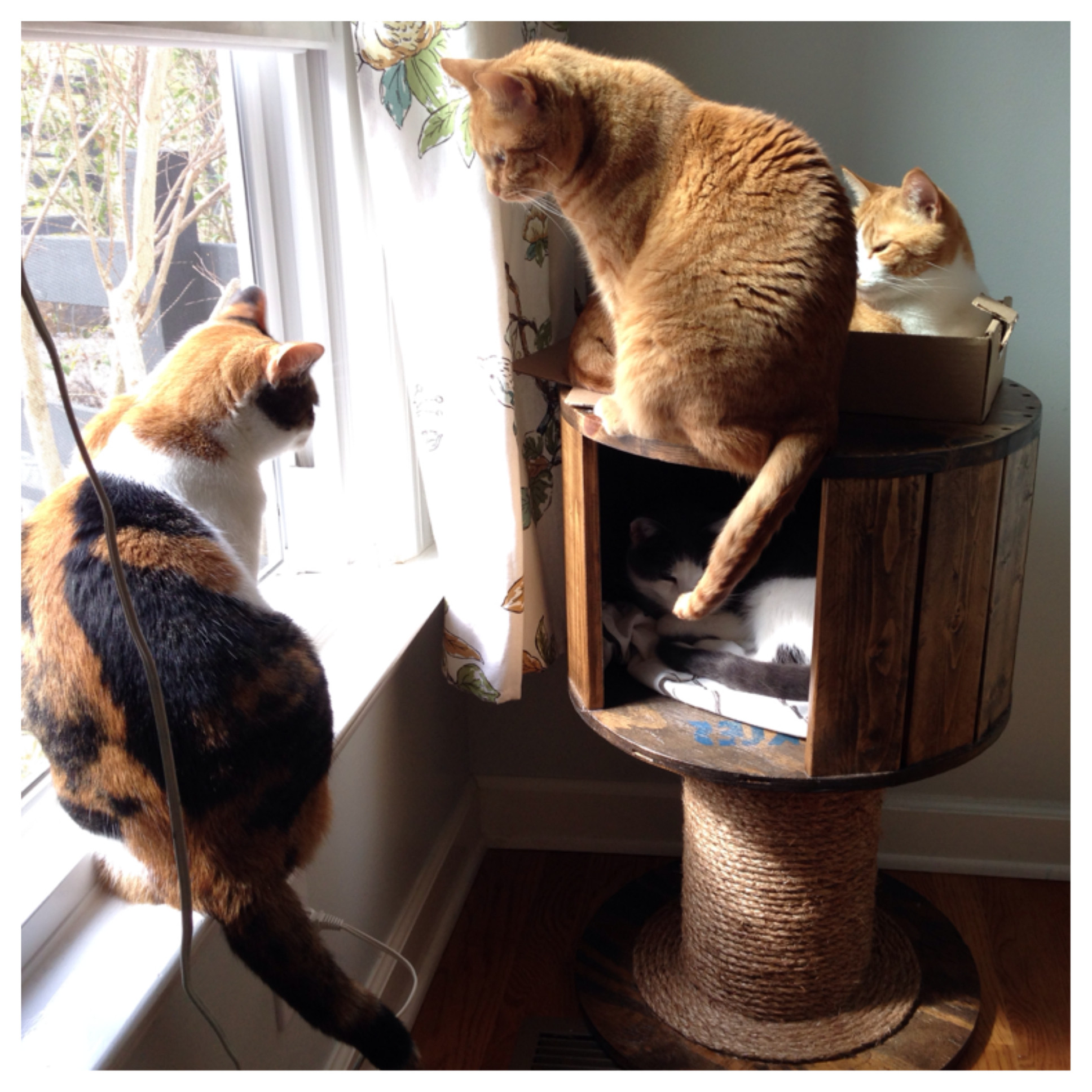 Best ideas about DIY Cat Scratching
. Save or Pin DIY Cat Tree House and Scratching Post Now.