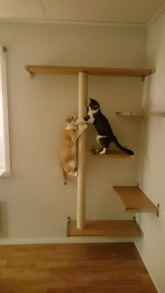 Best ideas about DIY Cat Shelves
. Save or Pin 51 Cat Shelf Ikea Cat Tree With Ikea Lack IKEA Hackers Now.