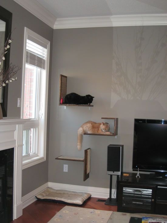 Best ideas about DIY Cat Shelves
. Save or Pin I love these cat shelves This website shows how they made Now.