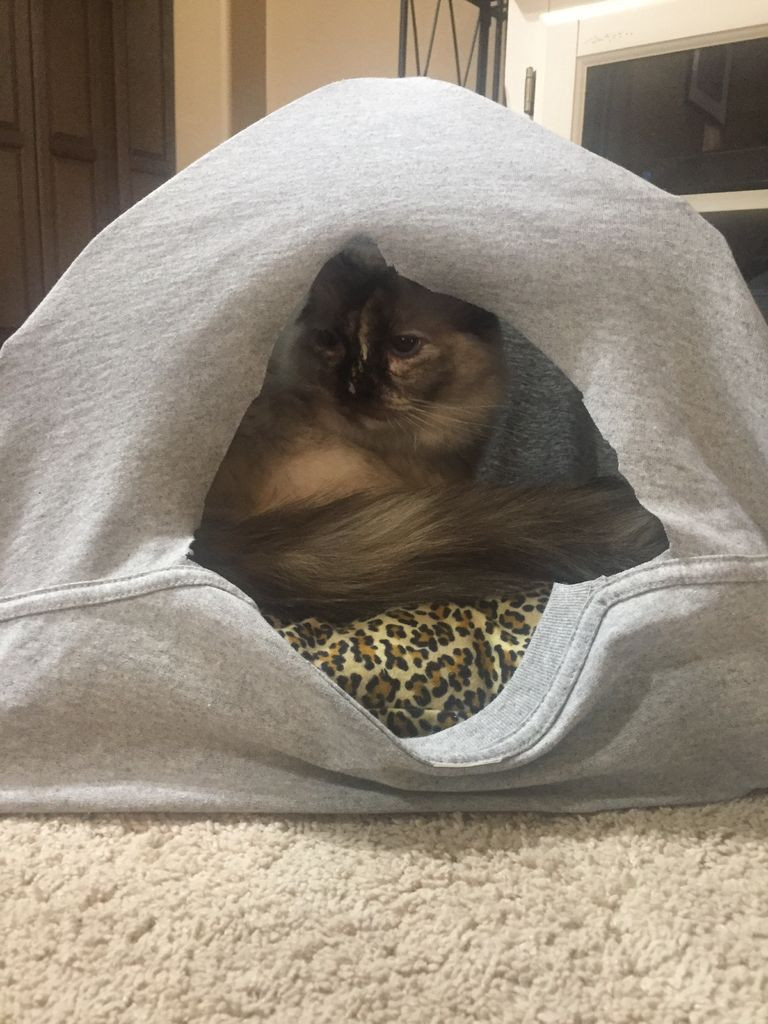 Best ideas about DIY Cat Tent
. Save or Pin DIY Cat Tent 9 Steps with Now.