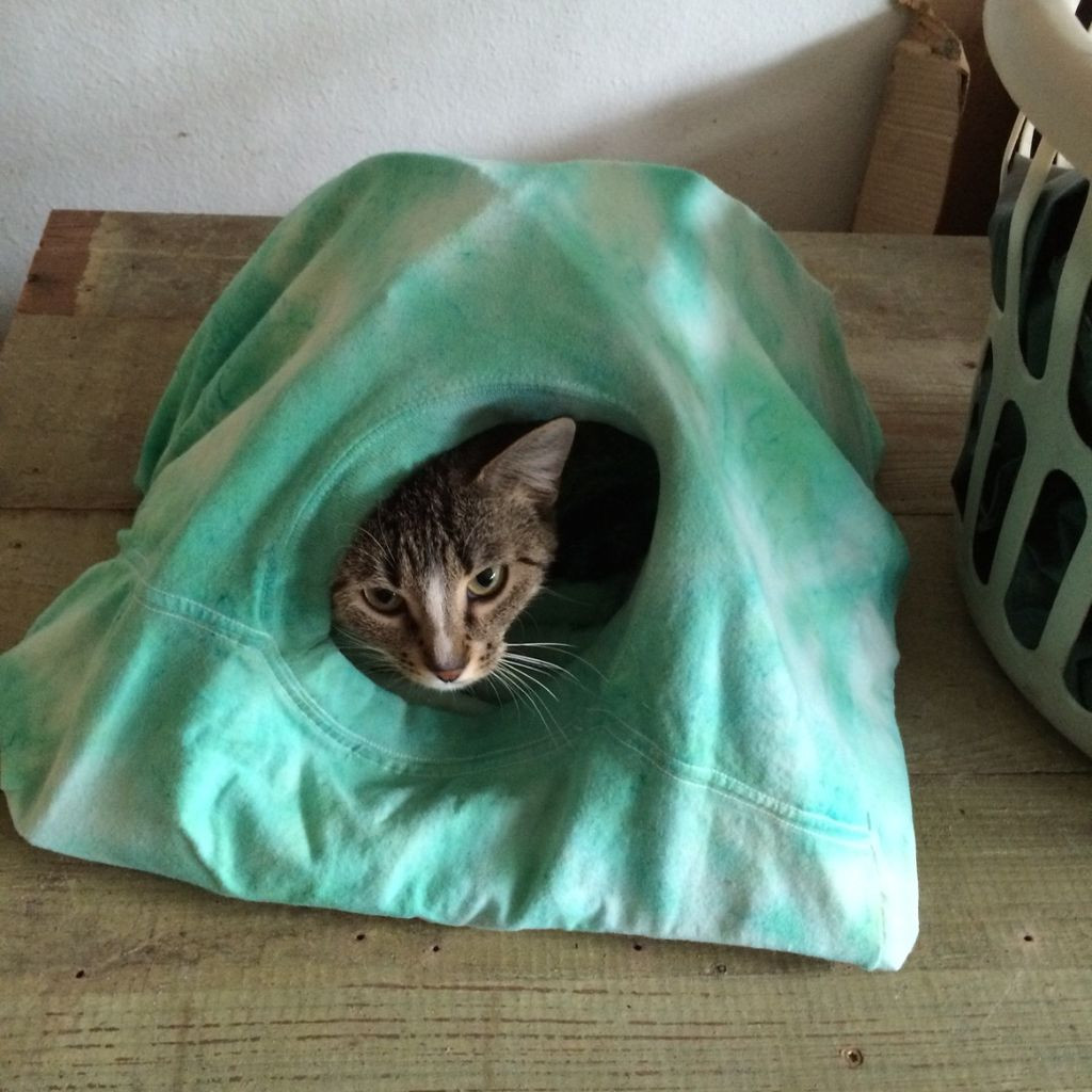 Best ideas about DIY Cat Tent
. Save or Pin image Now.