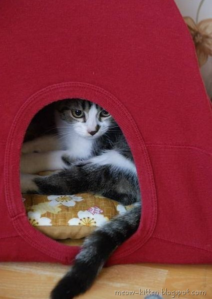 Best ideas about DIY Cat Tent
. Save or Pin Easy 3 Steps to DIY cat tent with your old T shirts Meow Now.