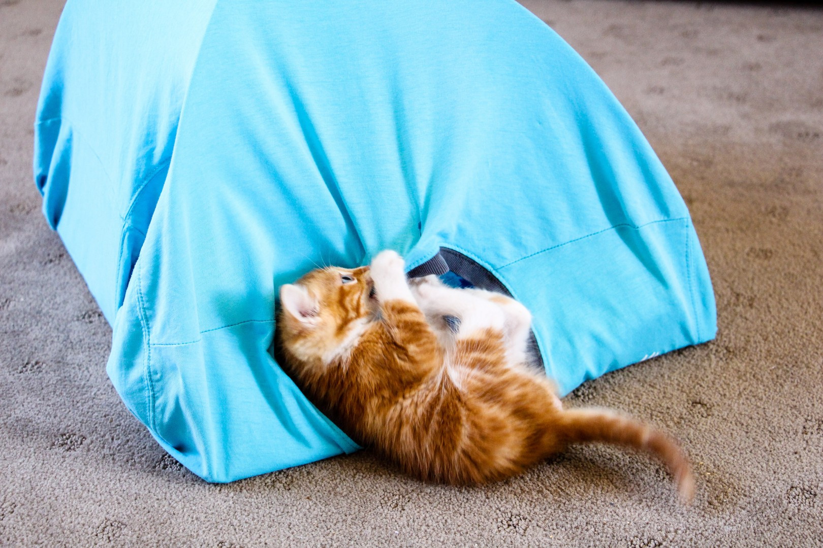 Best ideas about DIY Cat Tent
. Save or Pin Quick And Easy DIY Cat Tent Now.