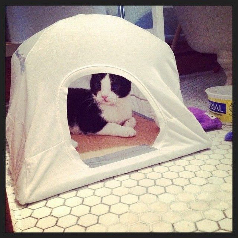 Best ideas about DIY Cat Tent
. Save or Pin DIY Cat Tent Now.