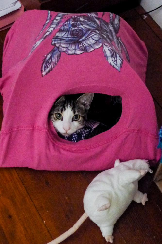 Best ideas about DIY Cat Tent
. Save or Pin P Now.