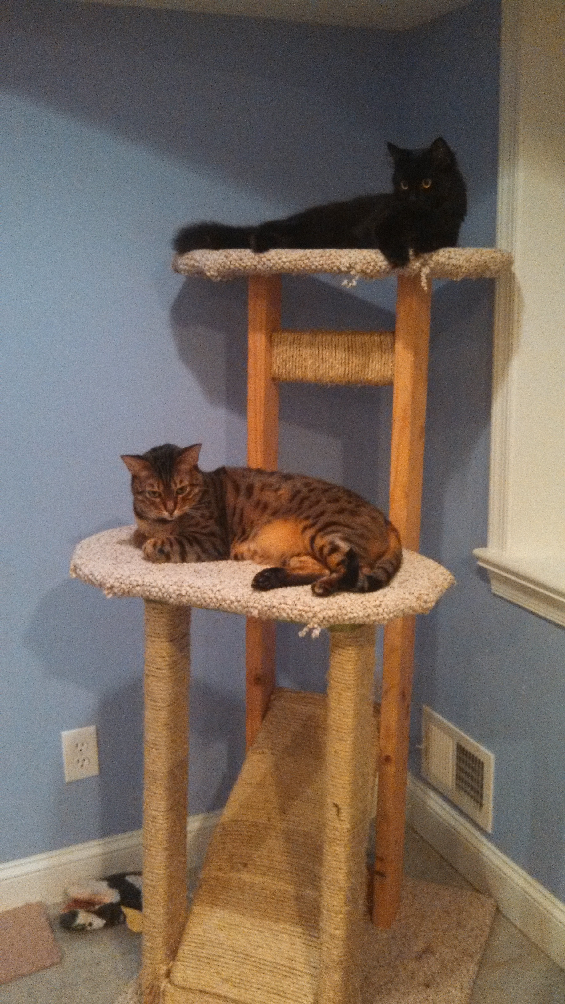 Best ideas about DIY Cat Tower
. Save or Pin homemade “cat tree” Now.