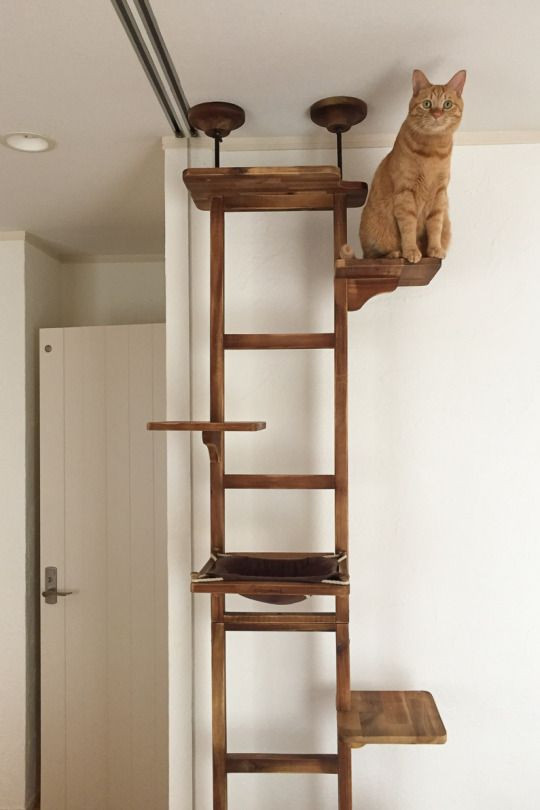 Best ideas about DIY Cat Tree Cheap
. Save or Pin DIY cat tree … le chat Now.