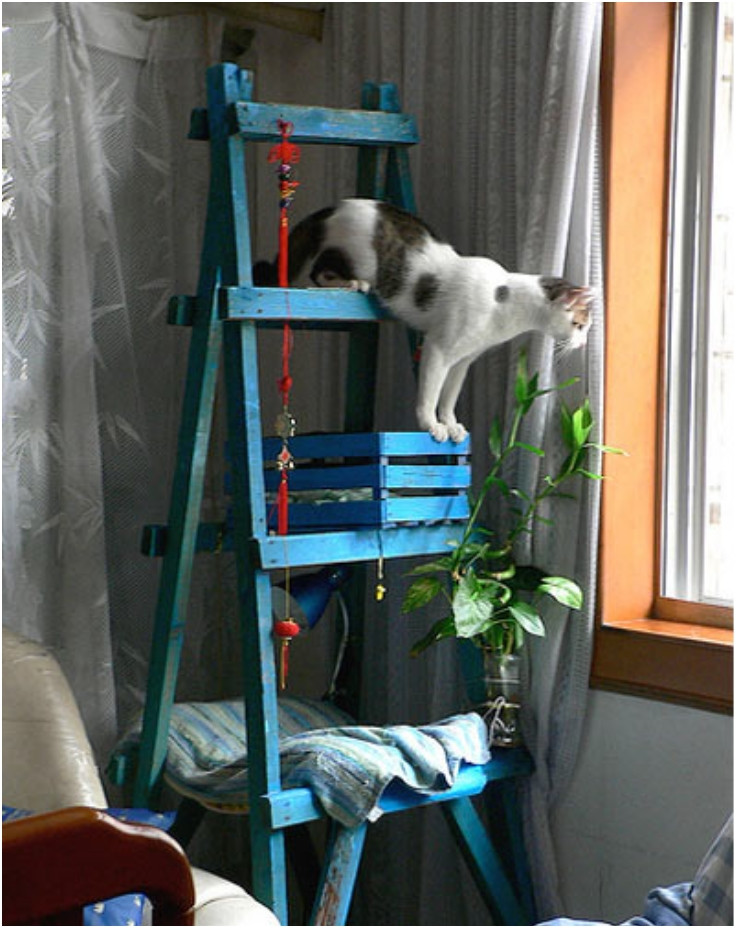 Best ideas about DIY Cat Tree Cheap
. Save or Pin Top 10 Entertaining DIY Cat Trees Top Inspired Now.