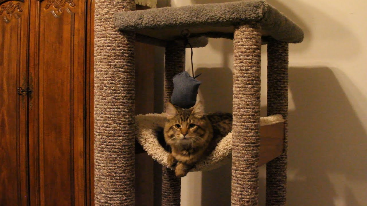 Best ideas about DIY Cat Tree
. Save or Pin How to DIY heavy Duty Cat Tree Tower Climber for a Now.