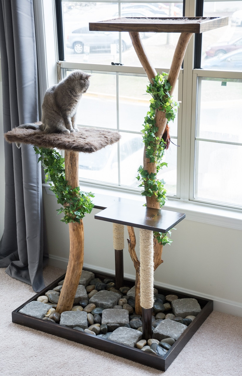 Best ideas about DIY Cat Tree
. Save or Pin Make a Cat Tree Using Real Branches My Amazing DIY Cat Tree Now.