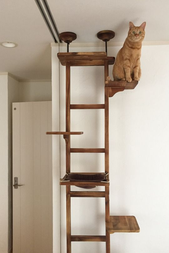 Best ideas about DIY Cat Tree Plans
. Save or Pin DIY cat tree … le chat Now.